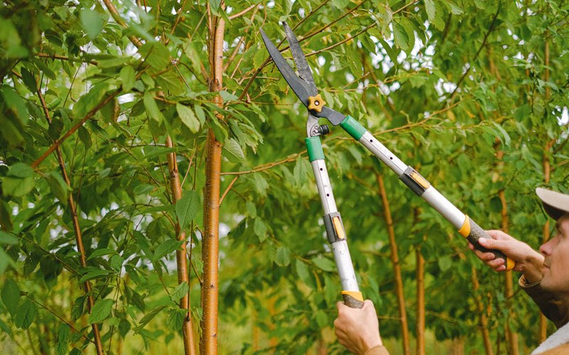 Tree trimming in Campbellsburg, KY